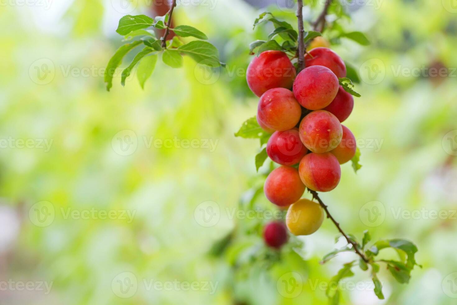 Cherry plum or Myrobalan Prunus cerasifera Red ripe drupe, stone-fruit of on branches of tree in summer. Orchards during harvest of fruits. photo