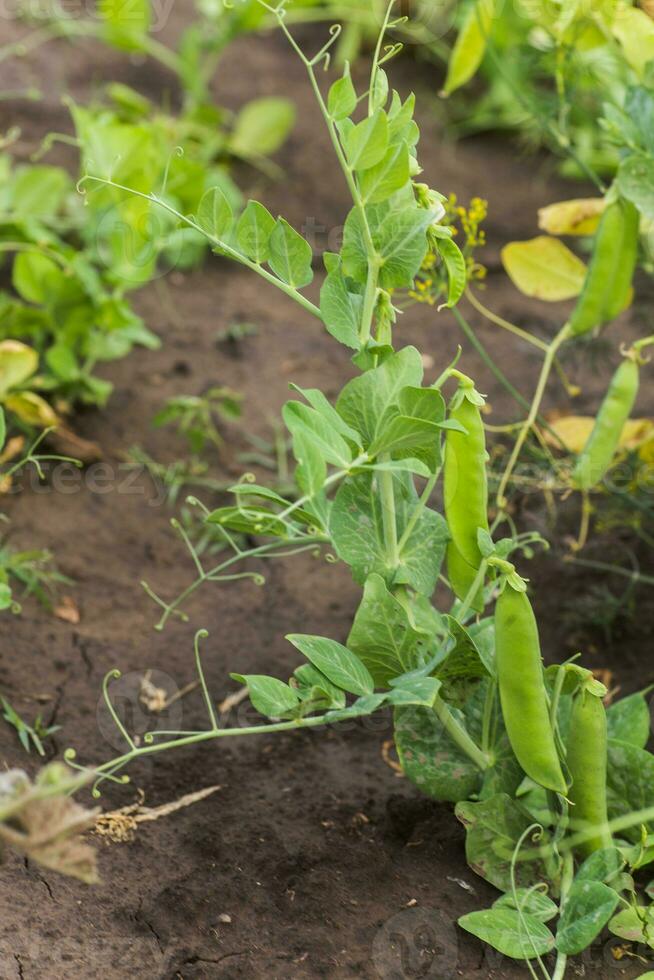 Pisum sativum, pea, garden peas in the garden. Young pea sprouts. Pea pod on bush close-up. Vegetarian food. photo