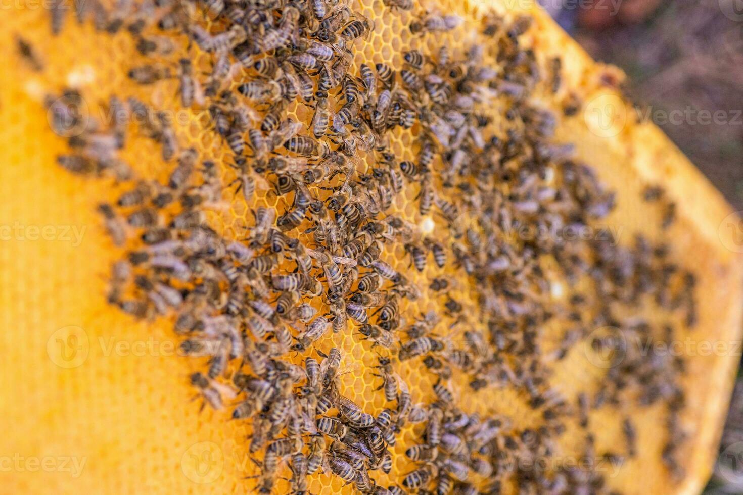Bees on the honeycomb, top view. Honey cell with bees. Apiculture. Apiary. Wooden beehive and bees. beehive with honey bees, frames of the hive, top view. photo
