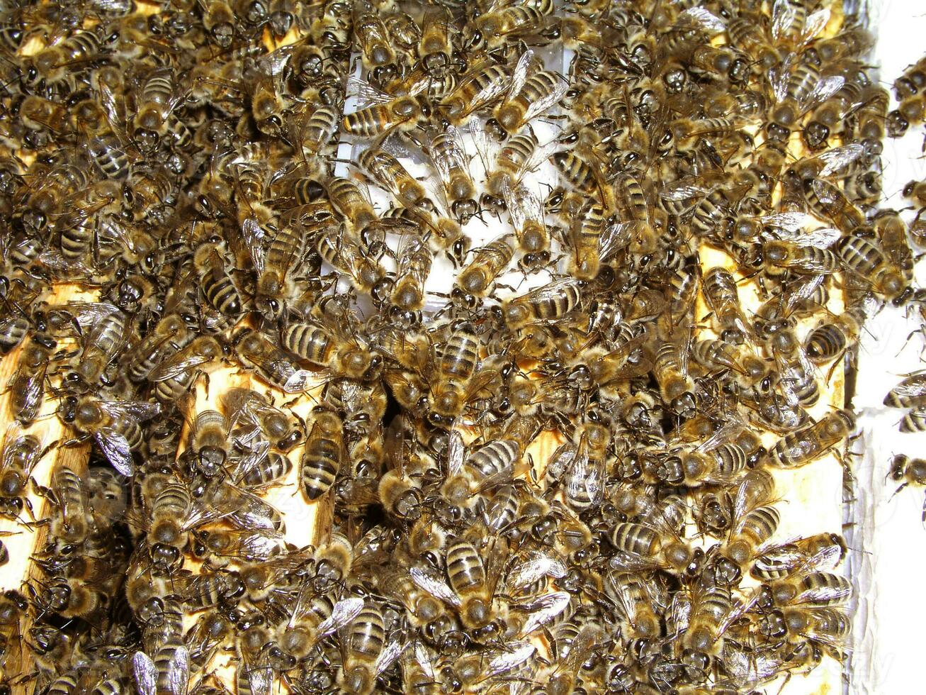 Honeybees close-up on framework. Closeup macro of bees on wax frame honeycomb in apiary Honey bee hive with selective focus photo