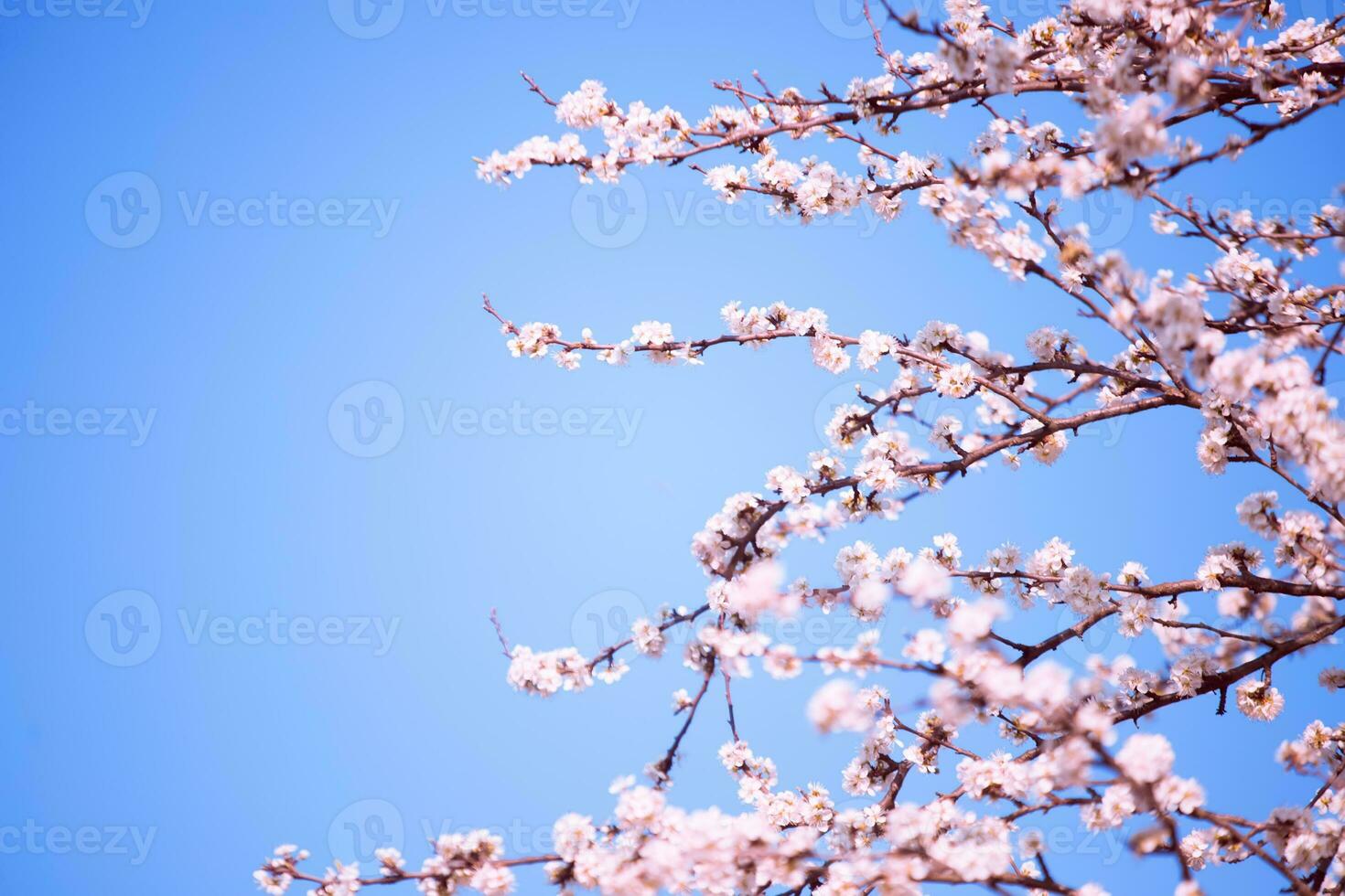 Branches of cherry with white flowers on sunny day on blue sky background in spring time. photo