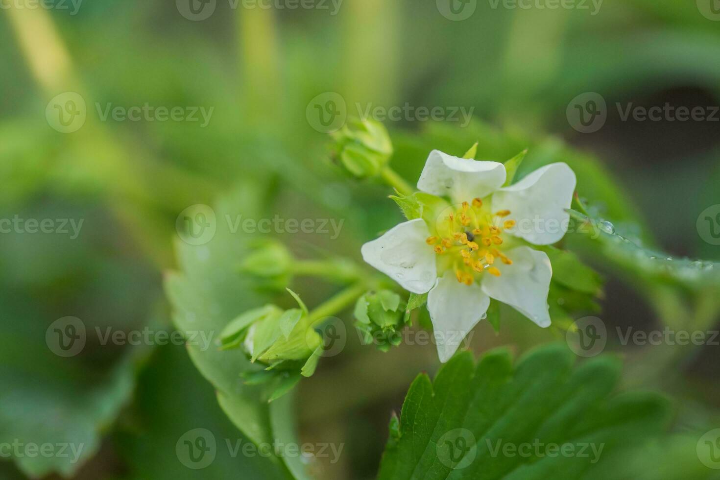 Beautiful white strawberry flower in the garden. The first crop of strawberries in the early summer. Natural background. photo