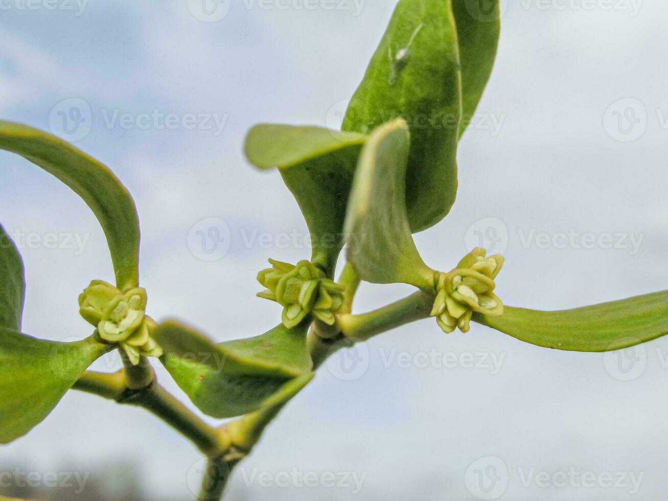 Viscum Green flowers with leaves . Blossoming mistletoe on branches in spring outdoor. Collection of medicinal plants during flowering in summer and spring. Medicinal herbs. self-medication. photo