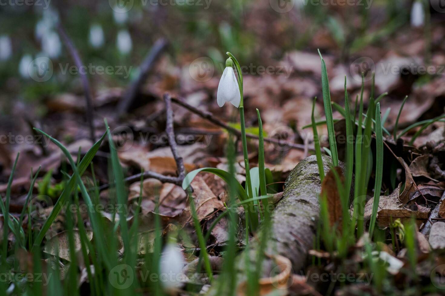 Galanthus, snowdrop three flowers against the background of trees. photo