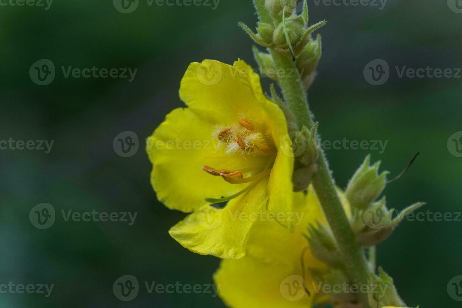 oscuro gordolobo, v. negro, gordolobo, terciopelo planta alto plantas con amarillo flores . medicinal y miel plantas de Europa foto