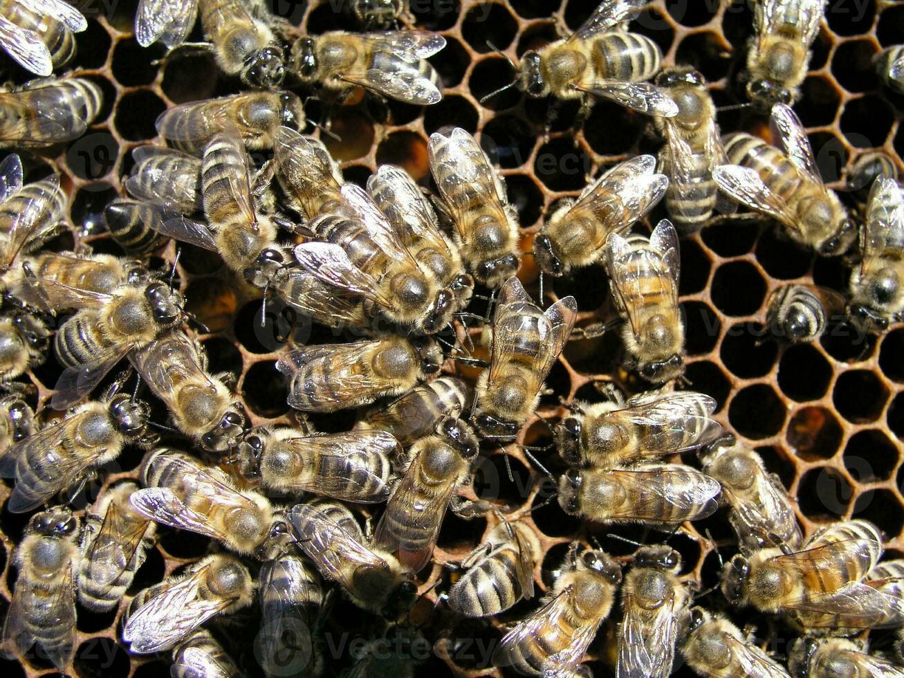 A dense cluster of swarms of bees in the nest. Working bees, drones and uterus in a swarm of bees. Honey bee. Accumulation of insects photo