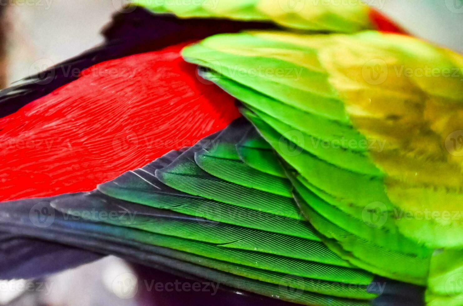 a close up of a colorful parrot with its wings spread photo