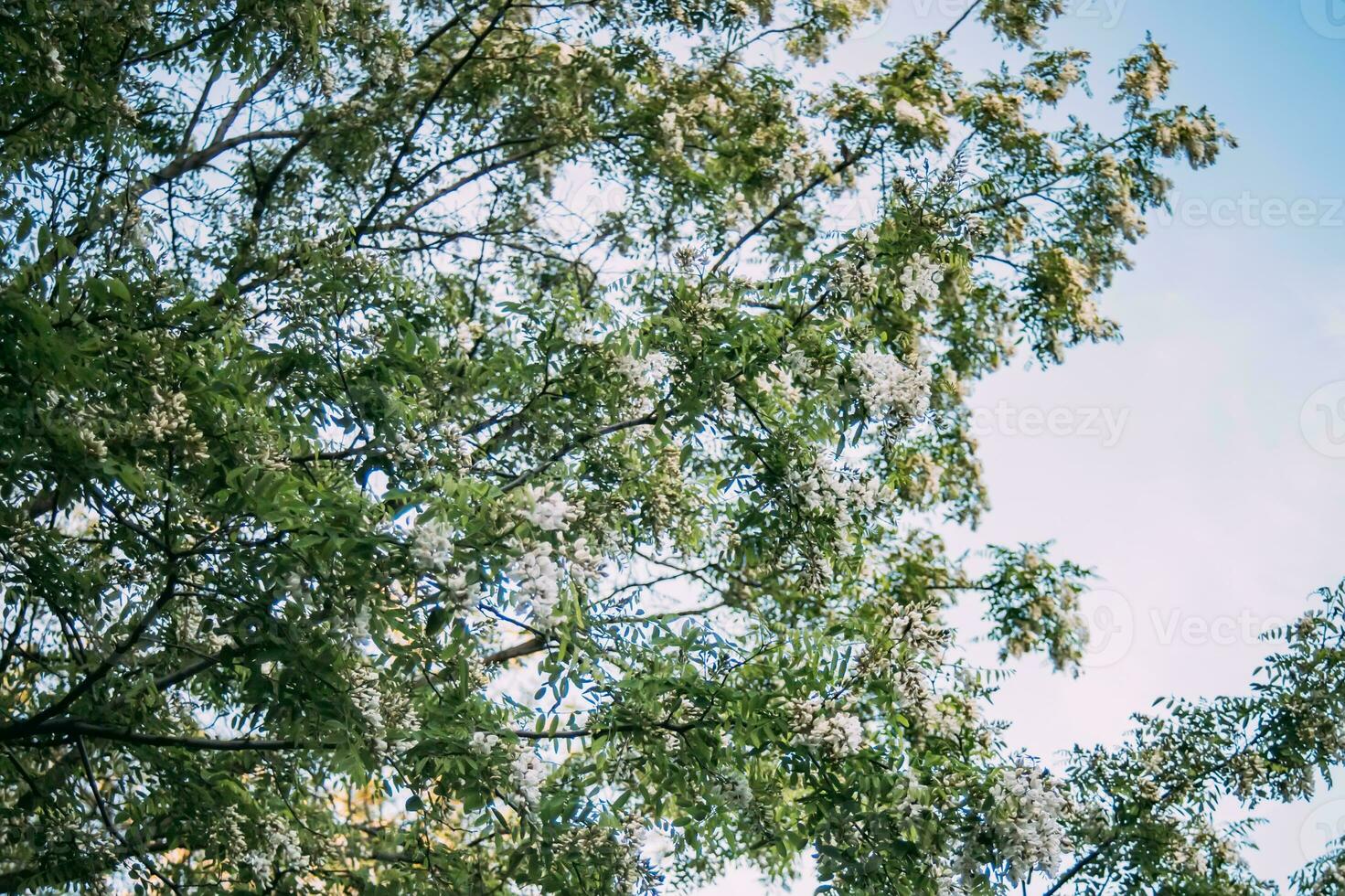 ramas con blanco flores árbol acacia en contra azul cielo. floreciente racimos de acacia. miel primavera planta. ramas de negro langosta, robinia pseudoacacia, falso acacia. de cerca, macro. suave atención foto