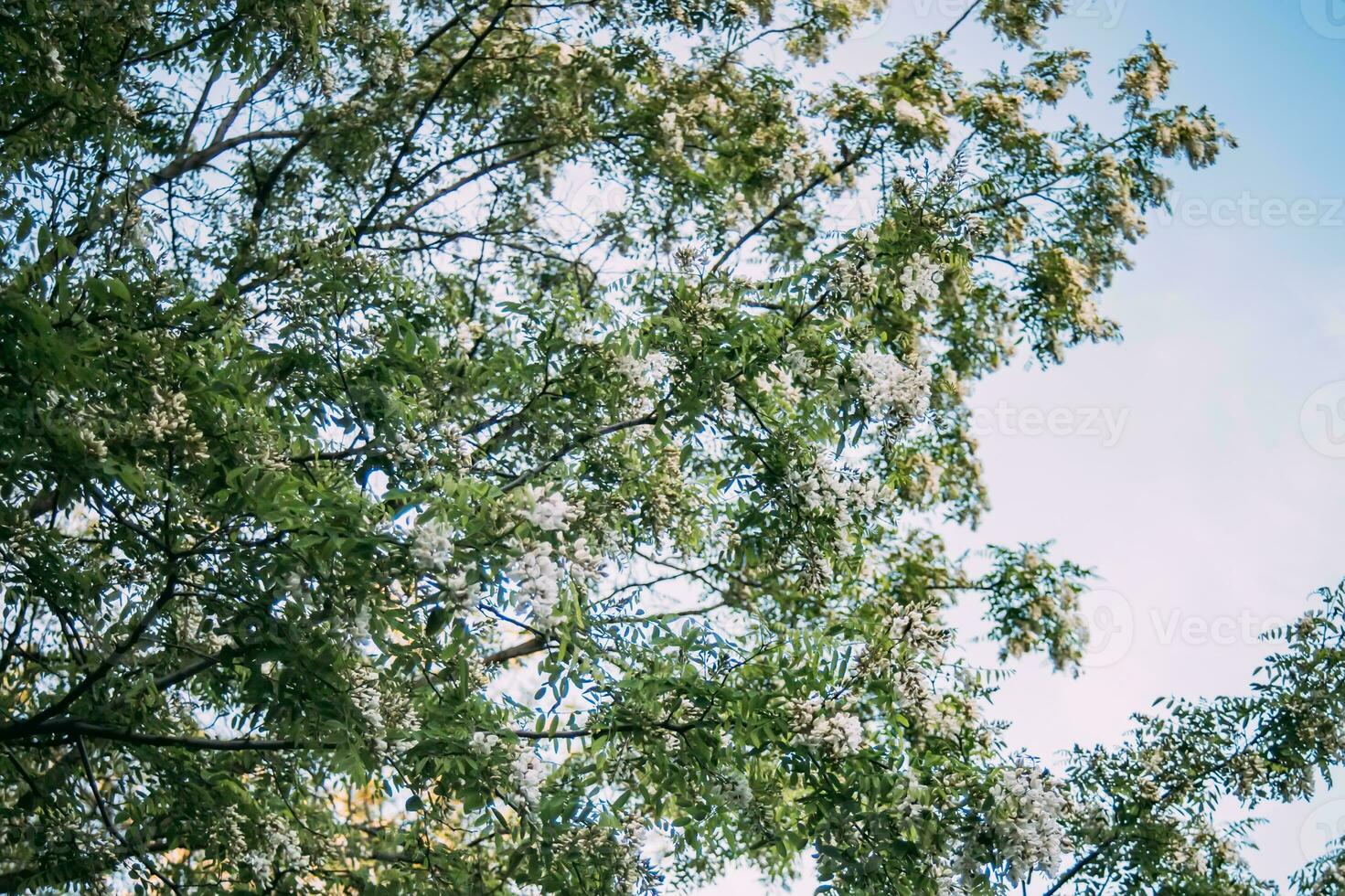 Branches with white flowers tree acacia Against blue sky. Blooming clusters of acacia. Honey spring plant. Branches of black locust, Robinia pseudoacacia, false acacia. Closeup, macro. Soft focus photo