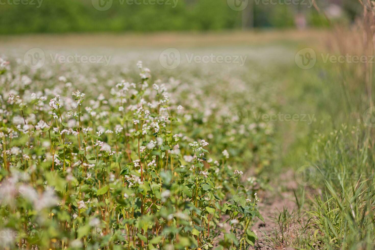 Field of buckwheat on a background of a stormy sky. Buckwheat, Fagopyrum esculentum, Japanese buckwheat and silverhull buckwheat blooming on the field. Close-up flowers of buckwheat photo