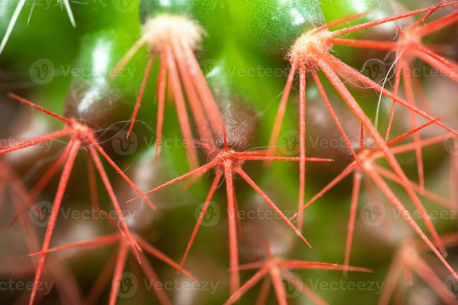 Coral red needles of a cactus. Desert Barrel Cactus close-up. New white needles on a cactus. trend color. Top view. photo
