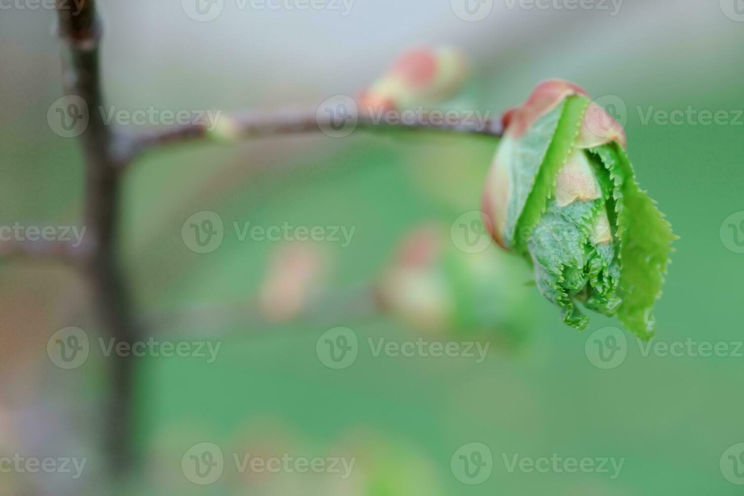 Tilia cordata, small-leaved lime, occasionally littleleaf linden or small-leaved linden first green leaves photo