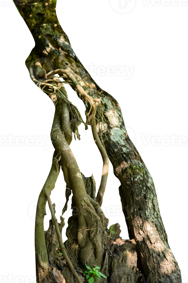 old tree trunk isolated element png