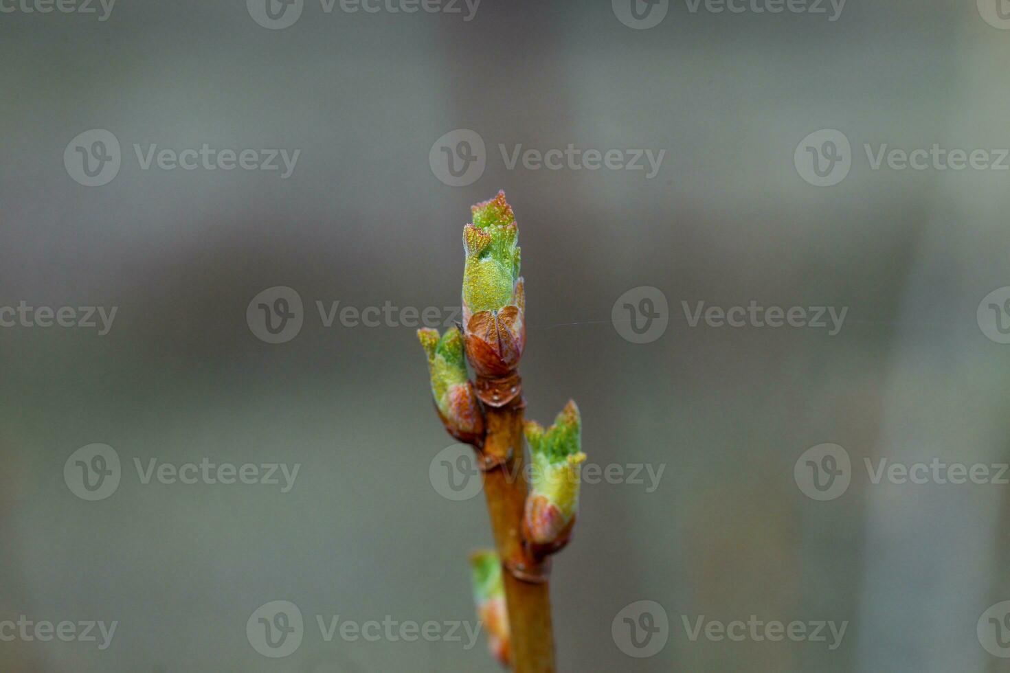 Josta young shoots on a branch. Blossoming buds in early spring. photo