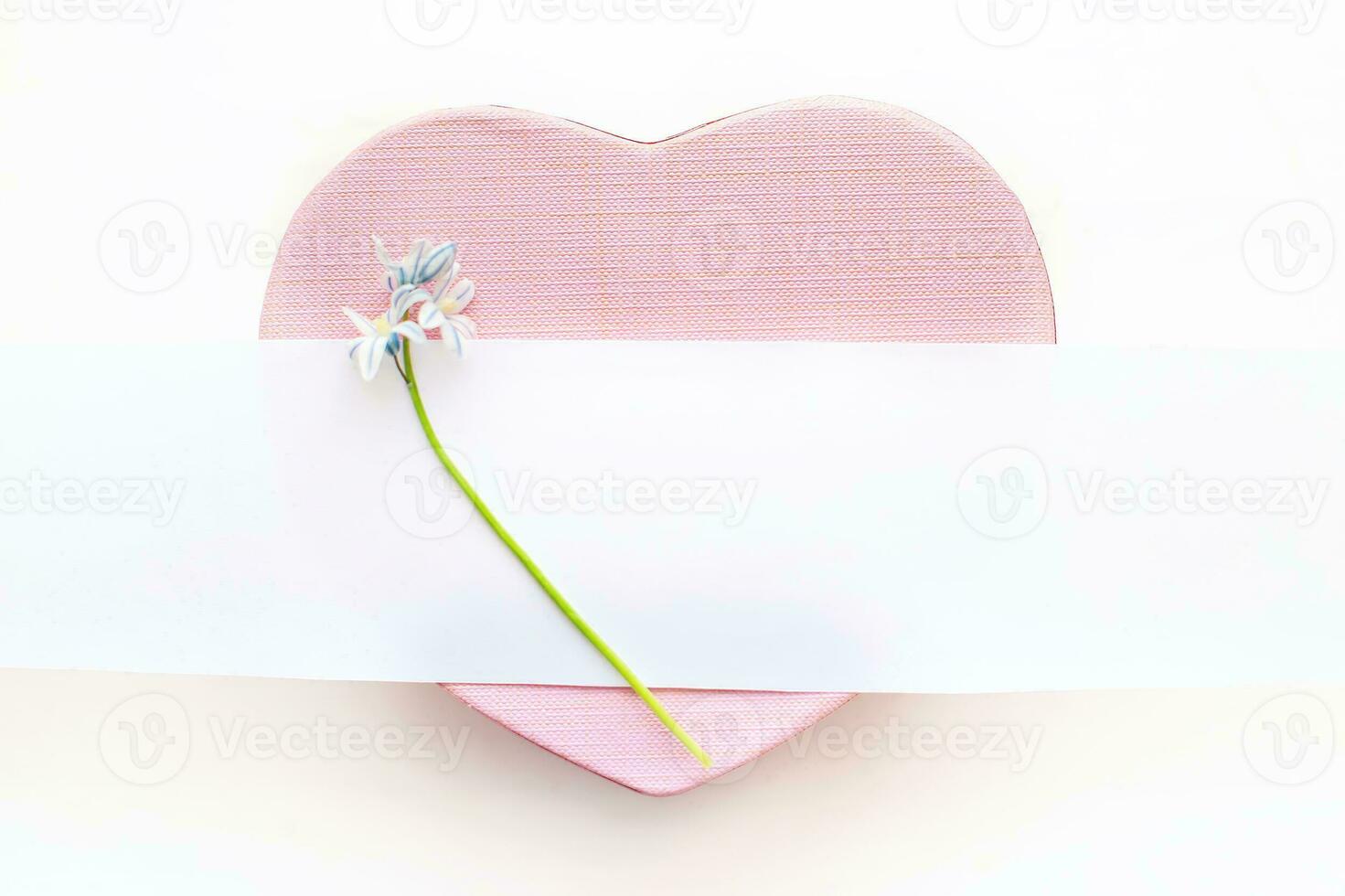 One Fresh blue spring flowers Scilla siberica. on pink heart-shaped box. White stripe for text. Copy space. aster, 8 march, mother's day, St. Valentine spring background photo