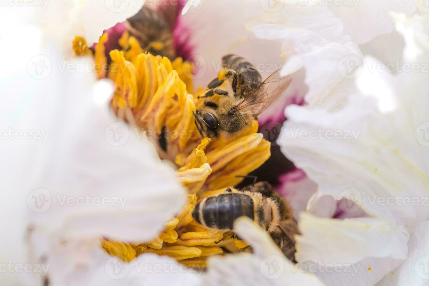 Bees collect pollen from Paeonia suffruticosa, tree peony or paeony flower. photo