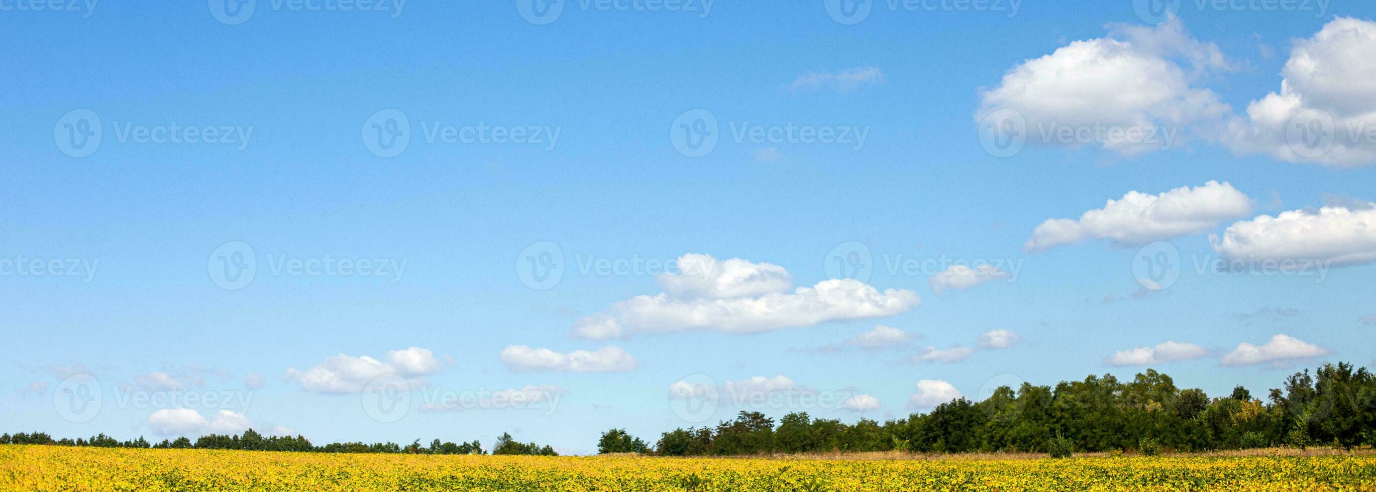 field with mature yellow soybean against blue sky with white clouds. Growing foods for vegetarians. Growing foods for vegetarians. photo