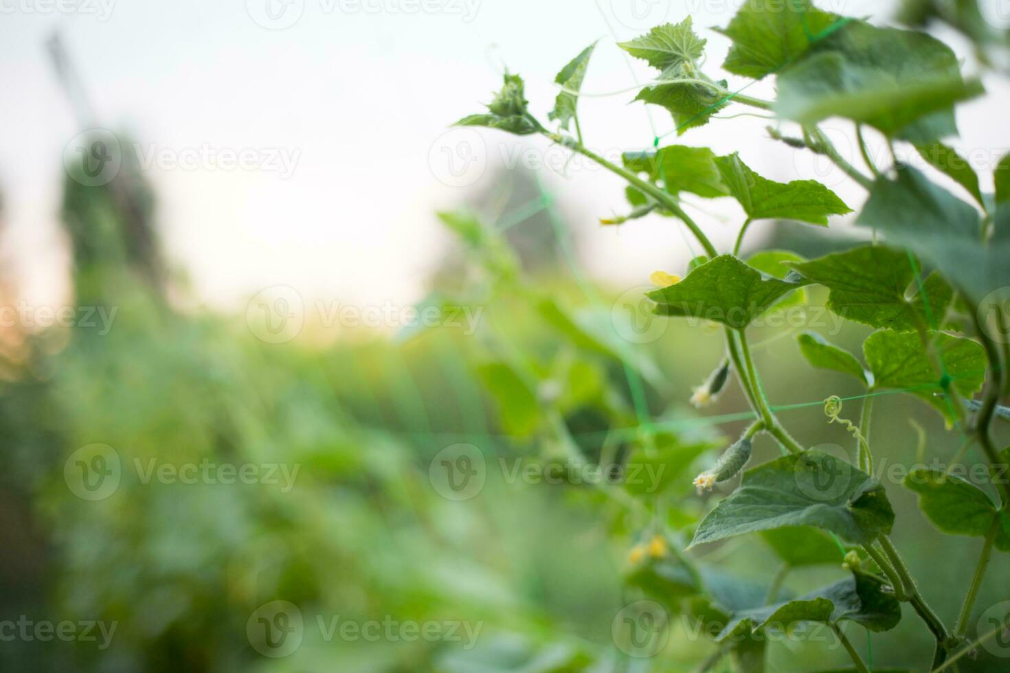 Top cucumber Cucumis sativus sprout with young leaves and antennaeCucumber in garden is tied up on trellis. photo