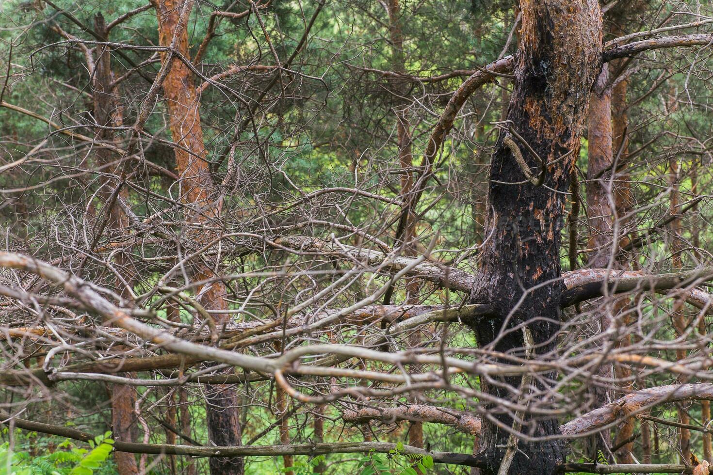 Burnt trees in the forest. Pine branches after a fire. Disaster. Broken ecosystem. photo