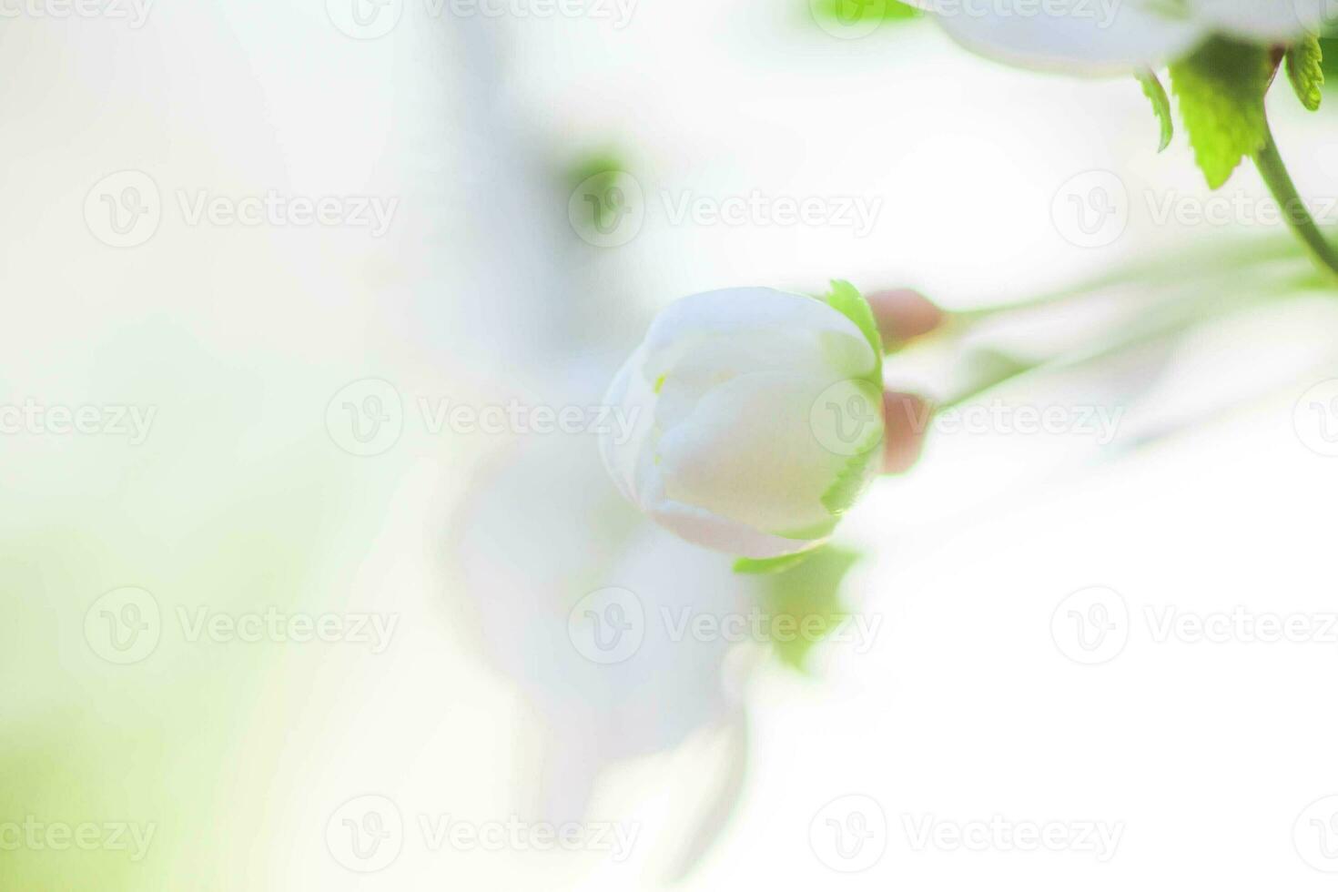 White with pink flowers of the cherry blossoms on a spring day in the park photo