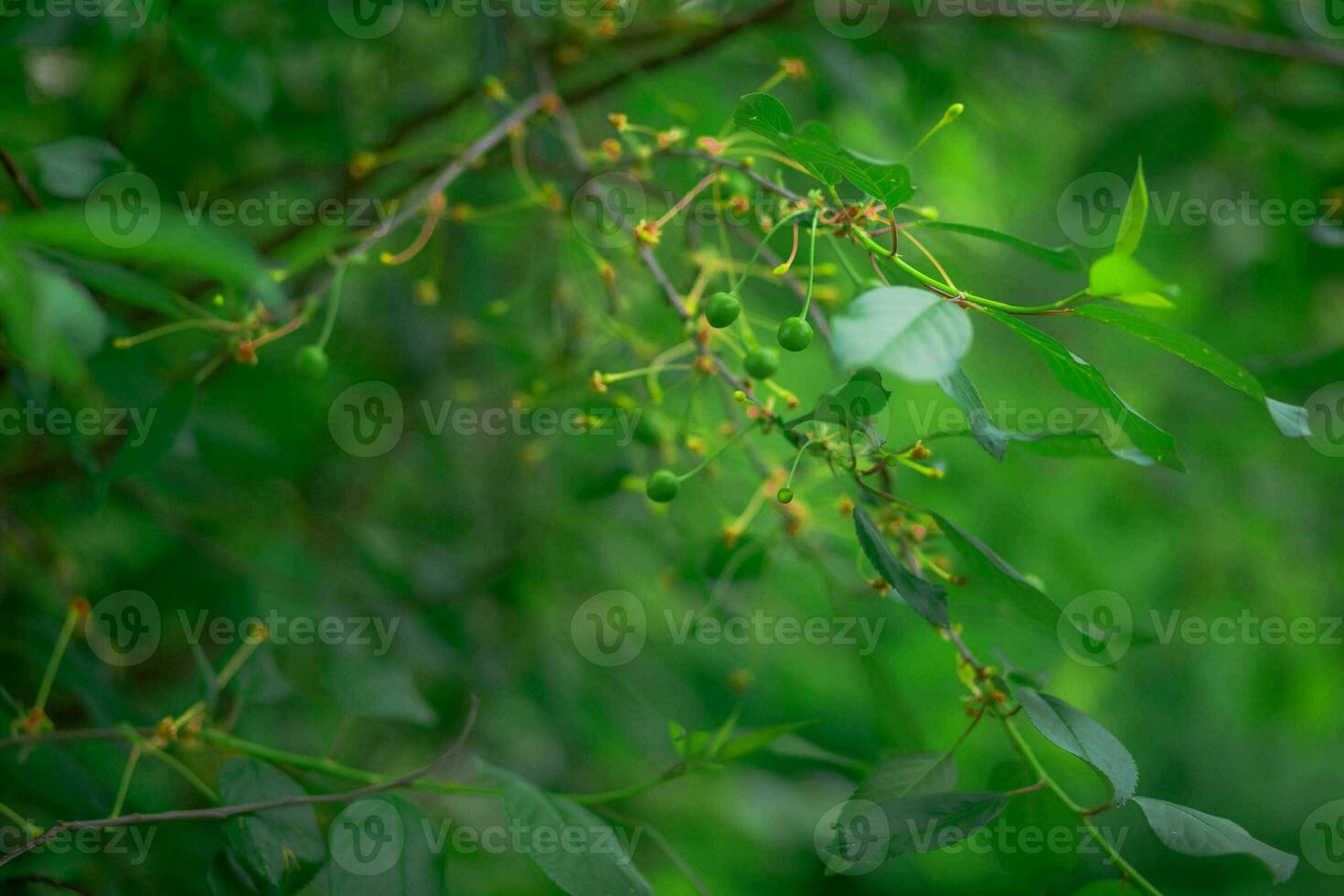Green fruits of plum trees, which begin to ripen, hang on a tree branch photo
