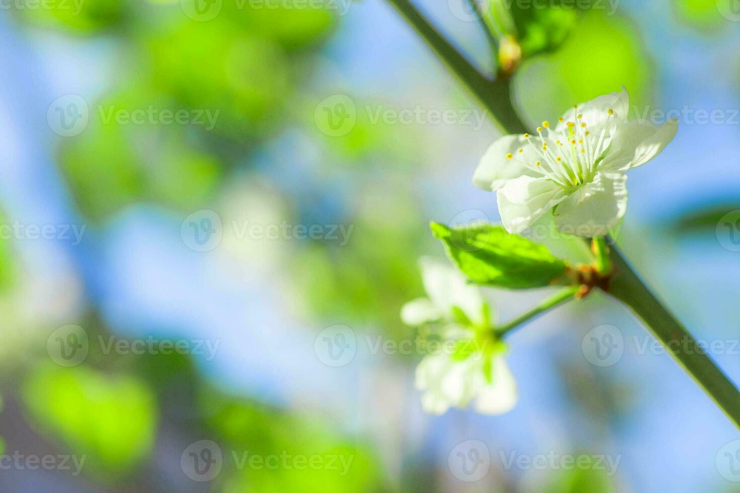 White with pink flowers of the cherry blossoms on a spring day in the park photo