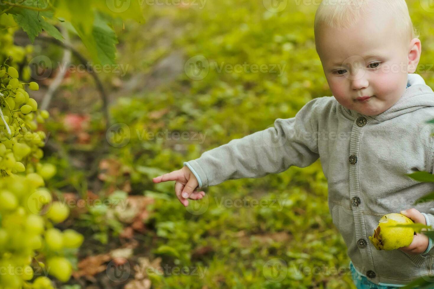 Little girl points to grapes growing on a bush. The child eats fresh fruits and berries from the garden. Organic farming, the cultivation of natural products. photo