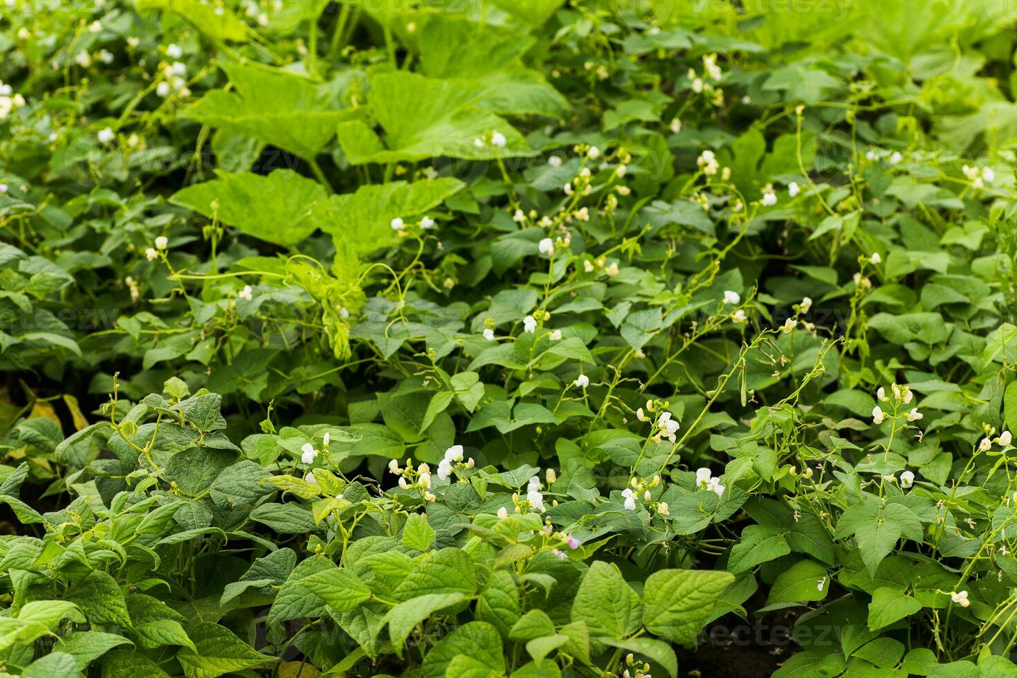 Flowers of green bean on a bush. French beans growing on the field. Plants of flowering string beans. snap beans slices. haricots vert close up. photo