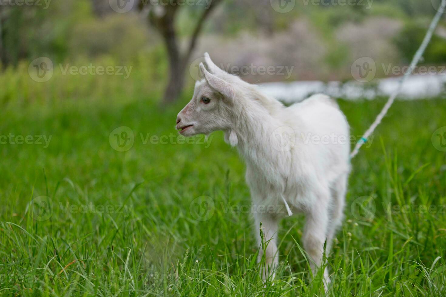 A small white goat on a green lawn. photo