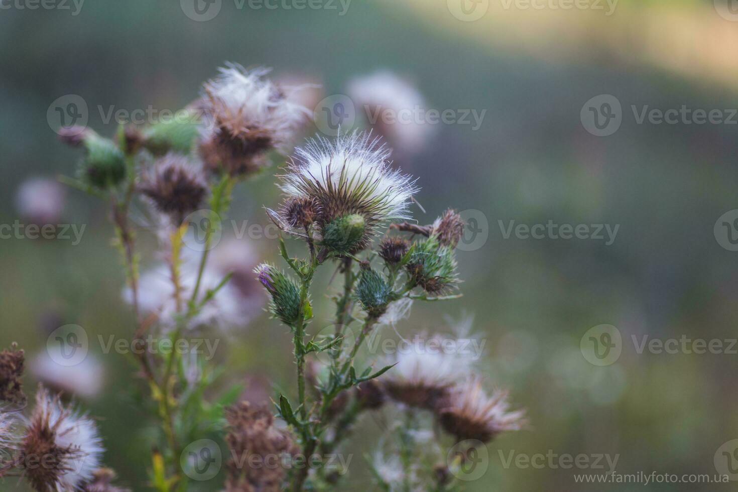 Withered flowers Carduus or plumeless thistles purple flower close-up on thorns background. photo