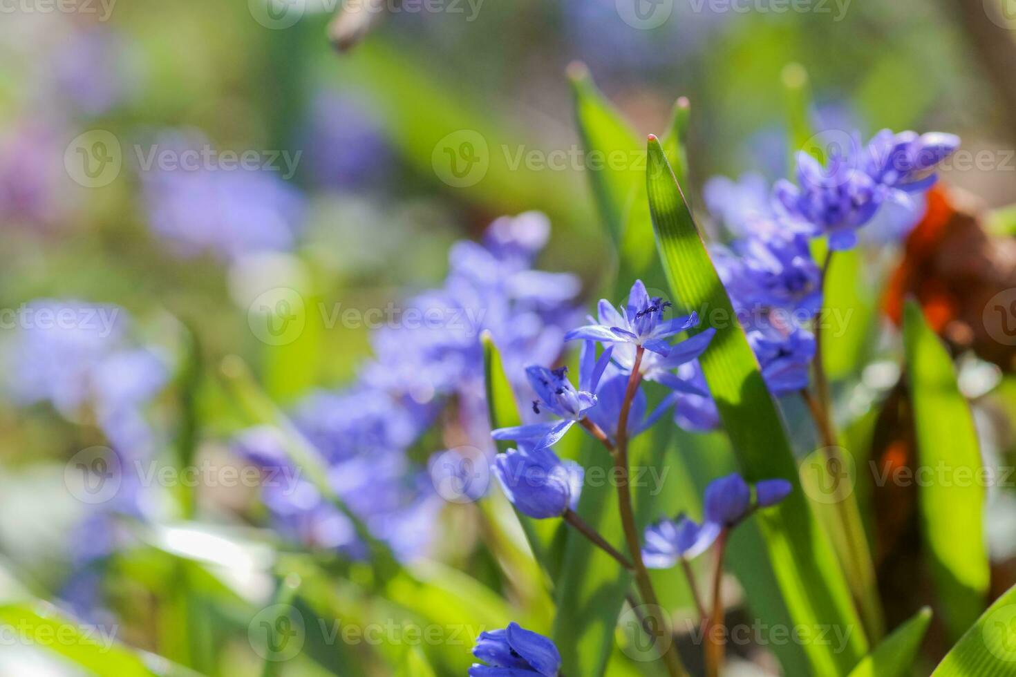 Blue flowers of the Scilla Squill blooming in April. Bright spring flower of Scilla Bifolia closeup photo