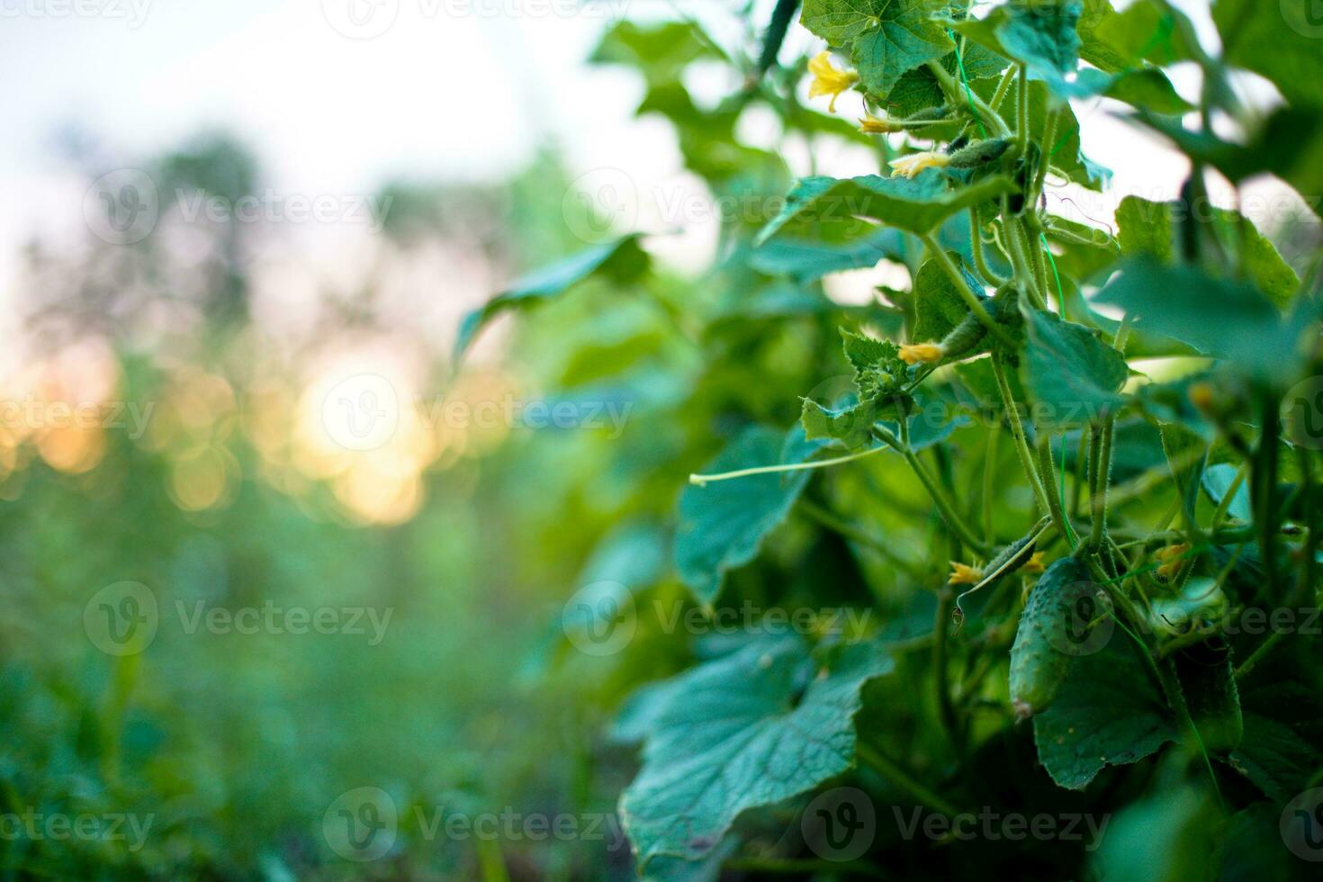 ucumber on a bush among the leaves. Cucumber on the background of the garden. photo