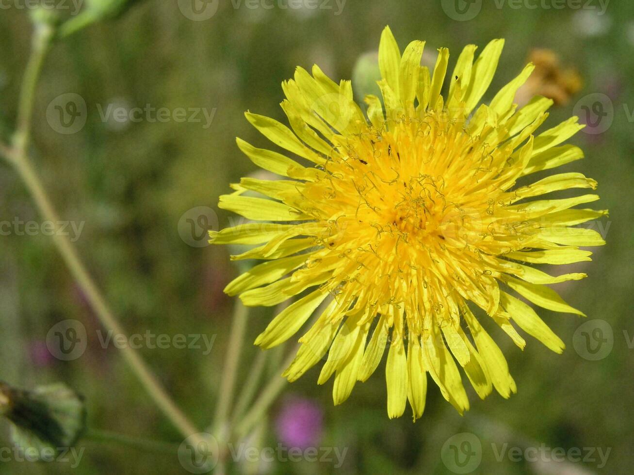 Sonchus arvensis, the field milk thistle,field sowthistle, perennial sow-thistle, corn sow thistle, dindle, gutweed, swine thistle, or tree sow thistle yellow flowers like dandelion. Honey and medicinal plants in Europe. drug plants photo
