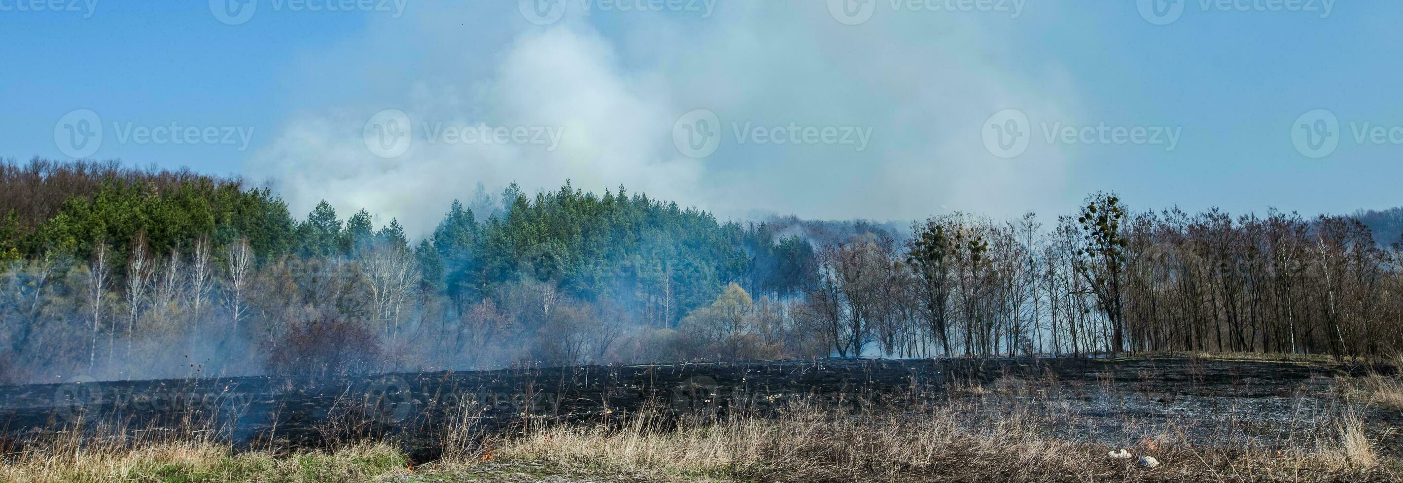 Burning field of dry grass and trees on the background of a large-scale forest fire. Thick smoke against the blue sky. Wild fire due to hot windy weather in summer. dangerous effects of burning grass in the fields in the spring and autumn. photo