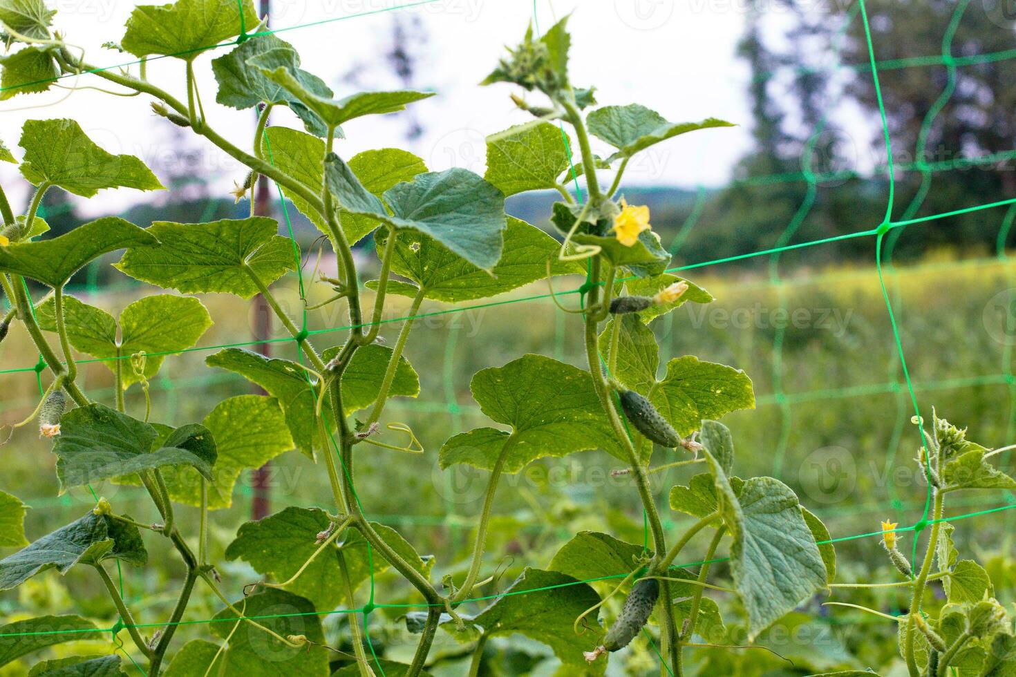 Top cucumber Cucumis sativus sprout with young leaves and antennaeCucumber in garden is tied up on trellis. photo