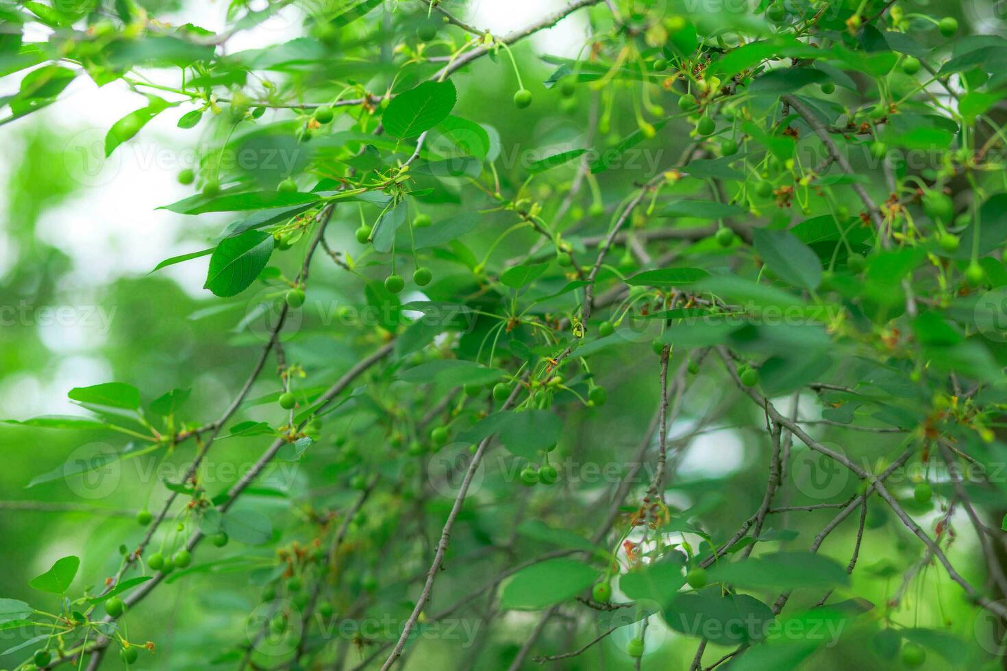 Green fruits of plum trees, which begin to ripen, hang on a tree branch photo