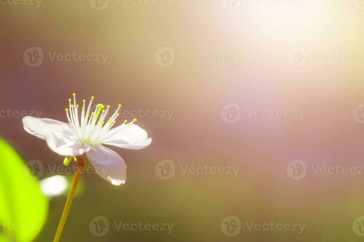 White with pink flowers of the cherry blossoms on a spring day in the park photo