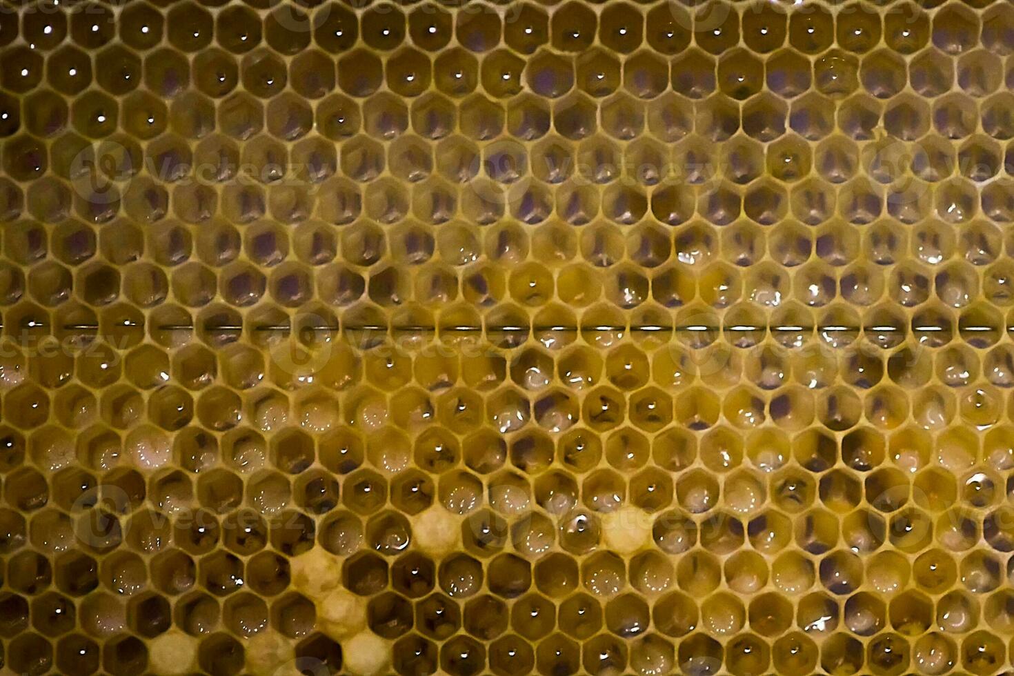 Honeycombs with larvae of honeybees. Large white bee larvae. photo