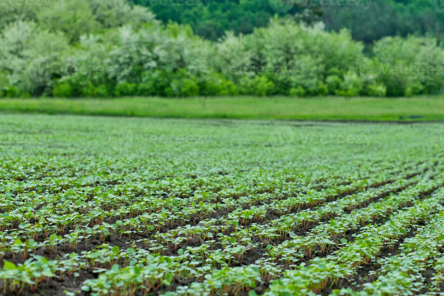 Field of sprout buckwheat on background of sky. Buckwheat, Fagopyrum esculentum, Japanese buckwheat and silverhull buckwheat on the field. photo