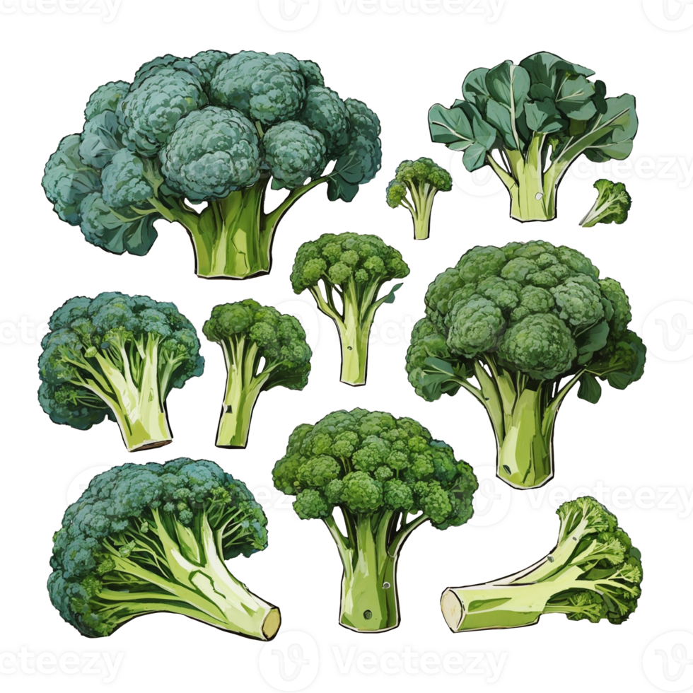 Hand drawn Broccoli , Broccoli line art , Broccoli Clipart , Ai generated png