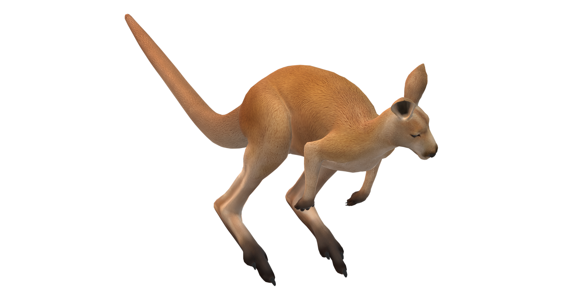 Kangaroo isolated on a Transparent Background png