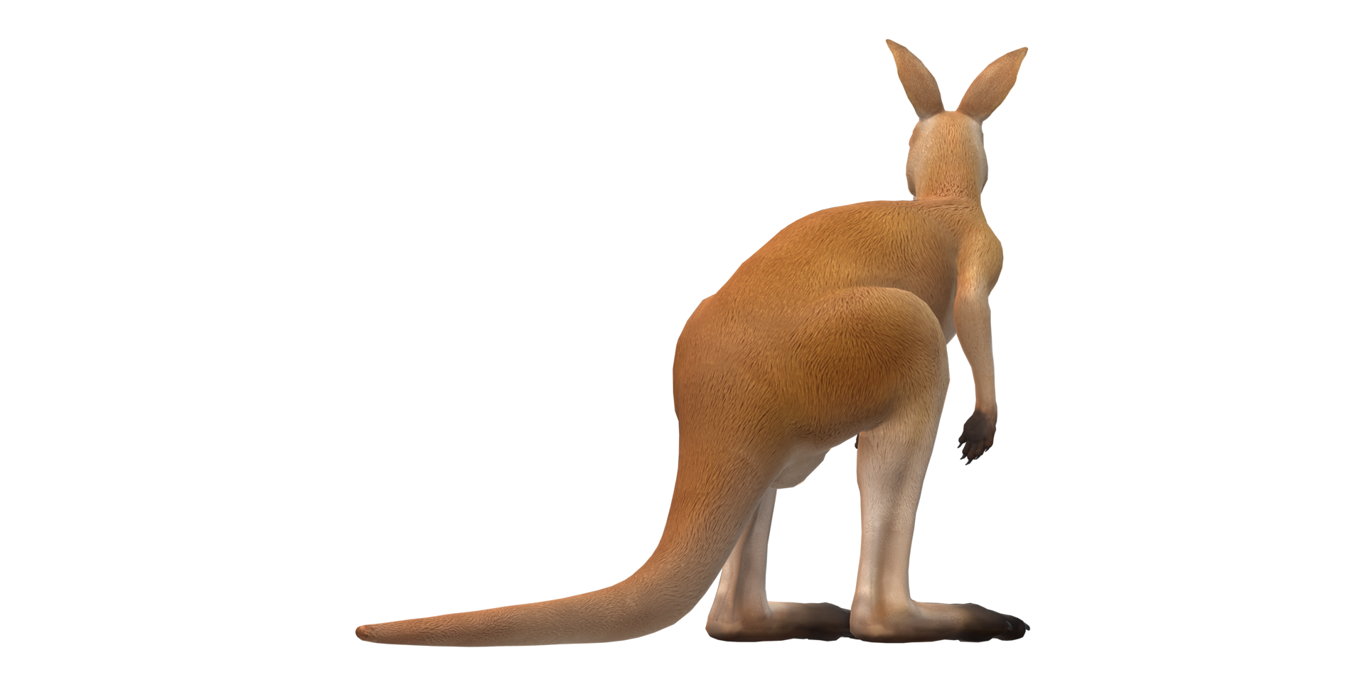 Kangaroo isolated on a Transparent Background png