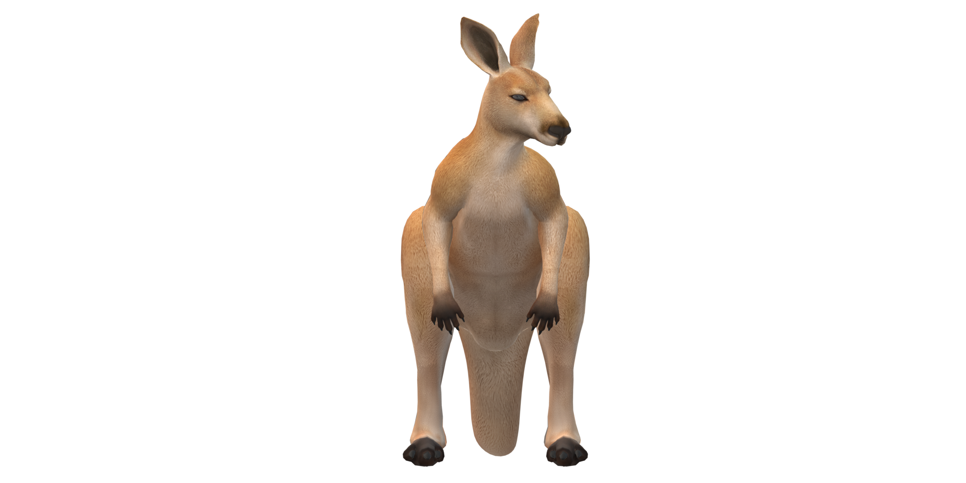 Kangaroo isolated on a Transparent Background png