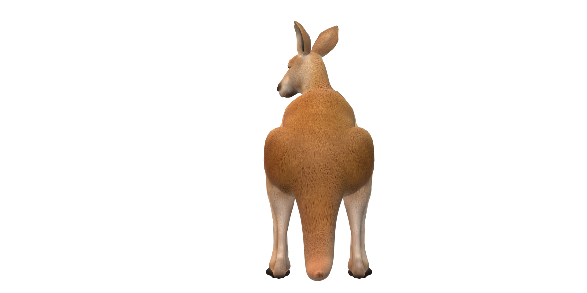 Kangaroo isolated on a Transparent Background png