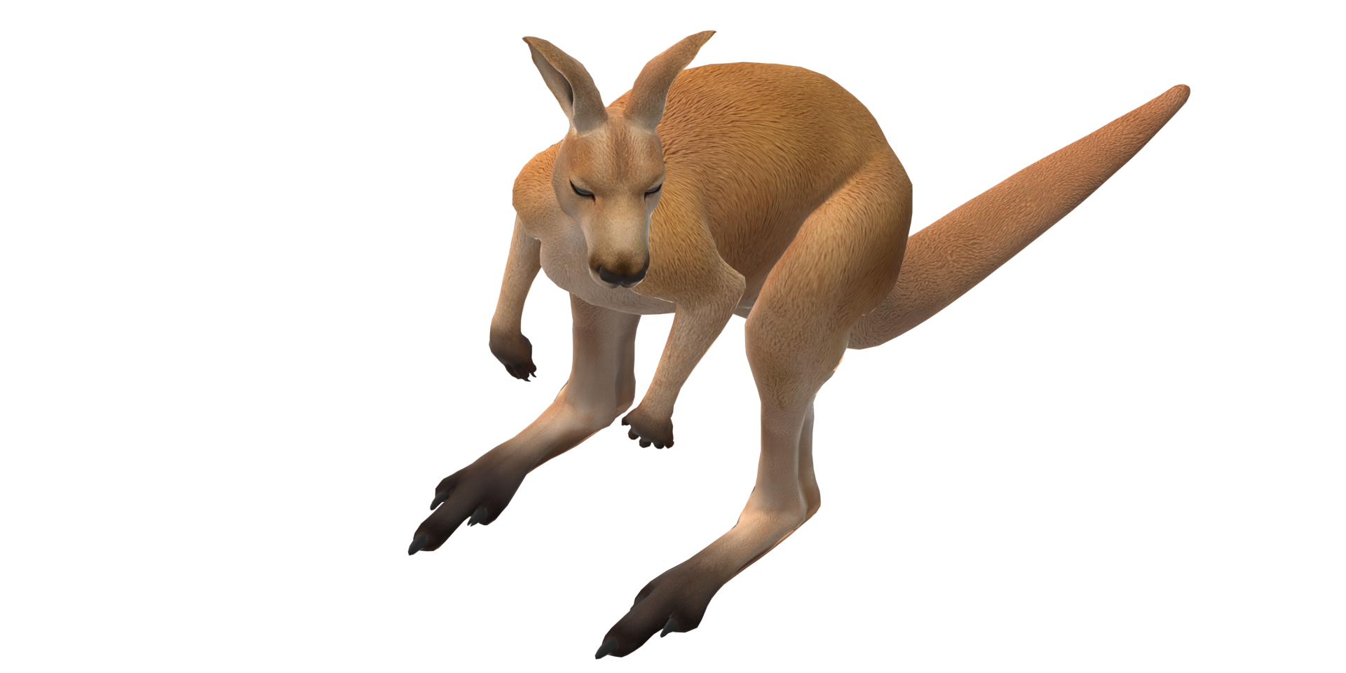 Kangaroo isolated on a Transparent Background png