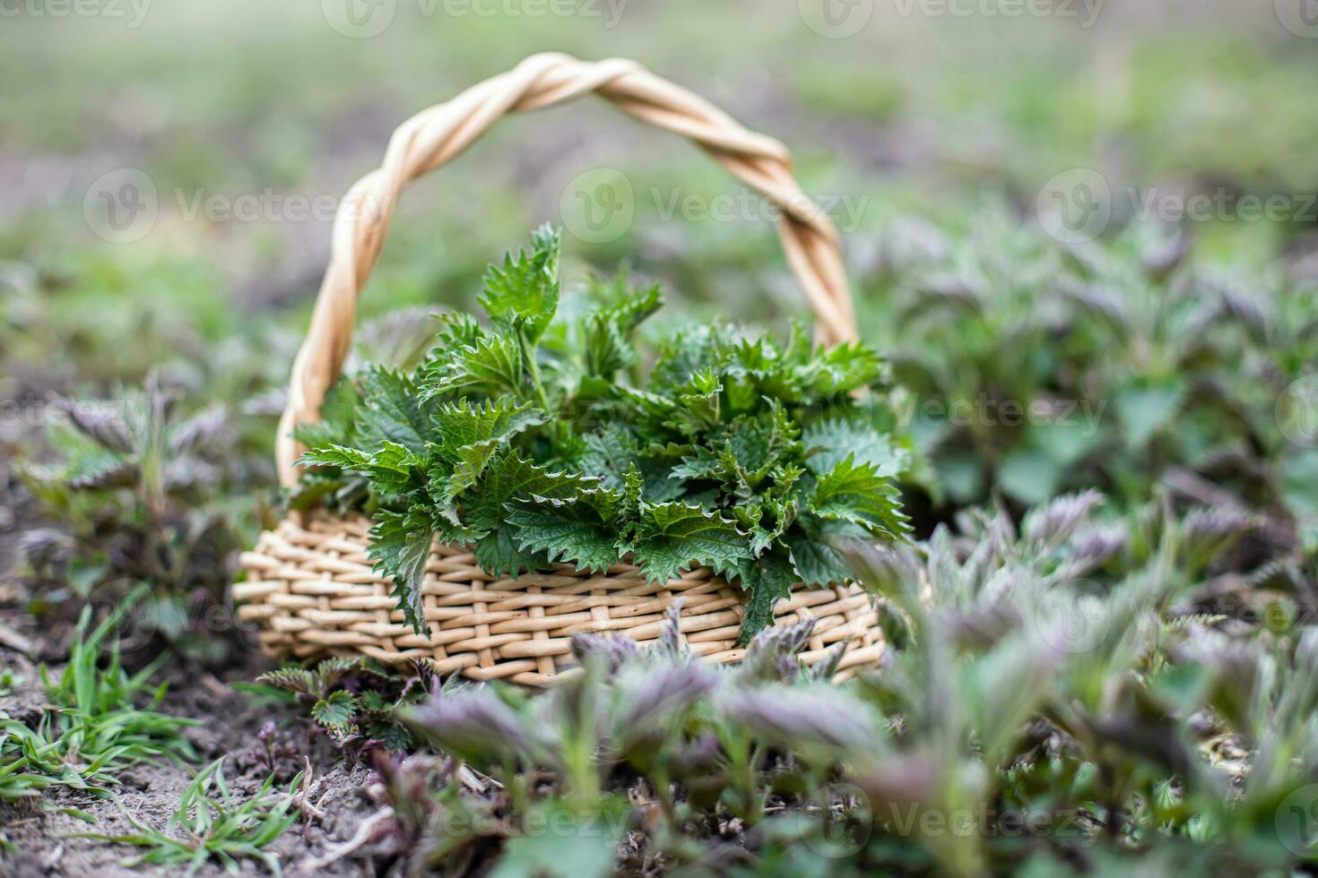 Nettle bush among growing young spring. Collection of first spring young environmentally friendly place nettles for vitamin salad. Medicinal herbs for alternative medicine. photo