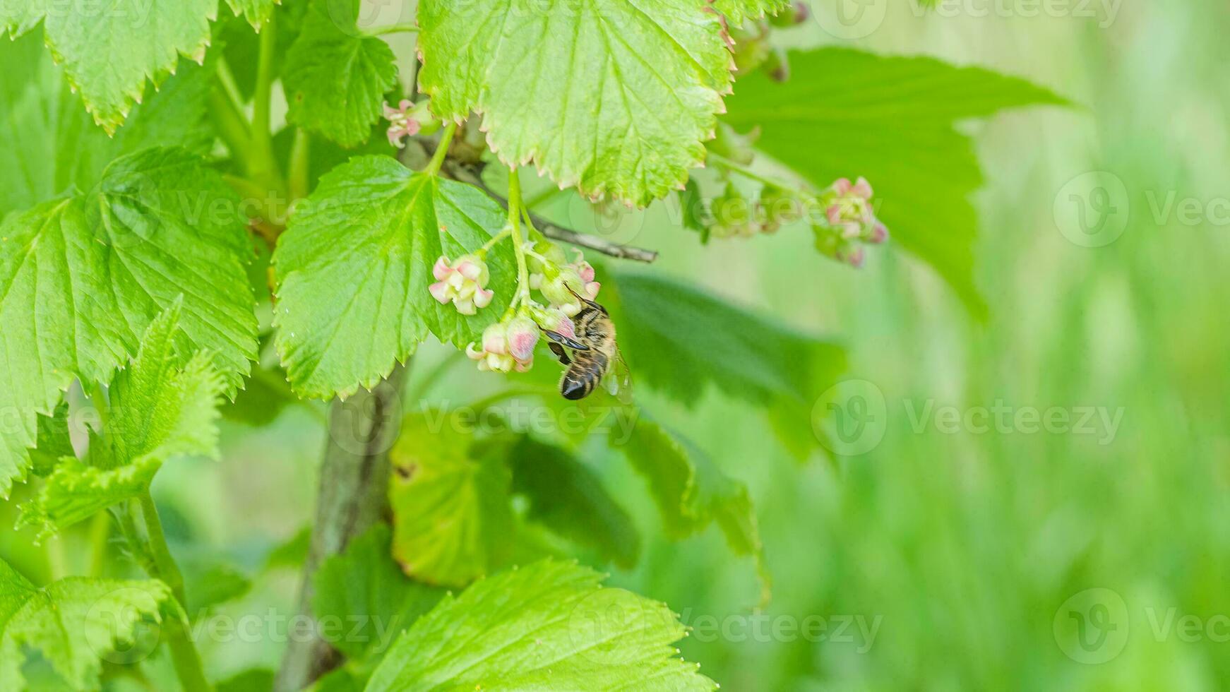 gooseberry, Ribes uva-crispa blooming in spring. flower Ribes grossularia close-up against background of leaves. Branches and young shoots of fruit shrub. photo