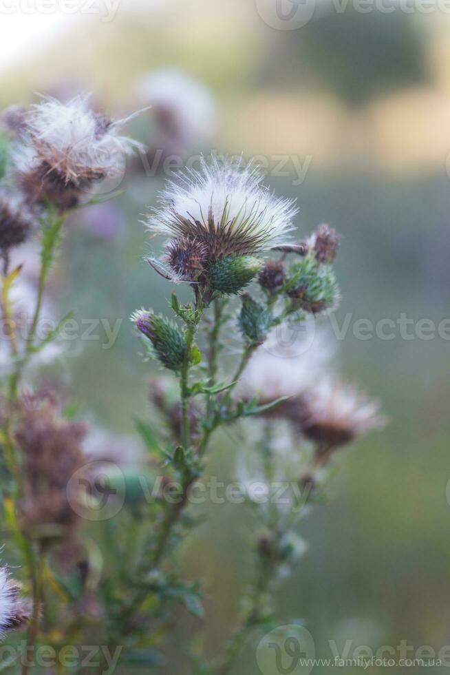 Withered flowers Carduus or plumeless thistles purple flower close-up on thorns background. photo