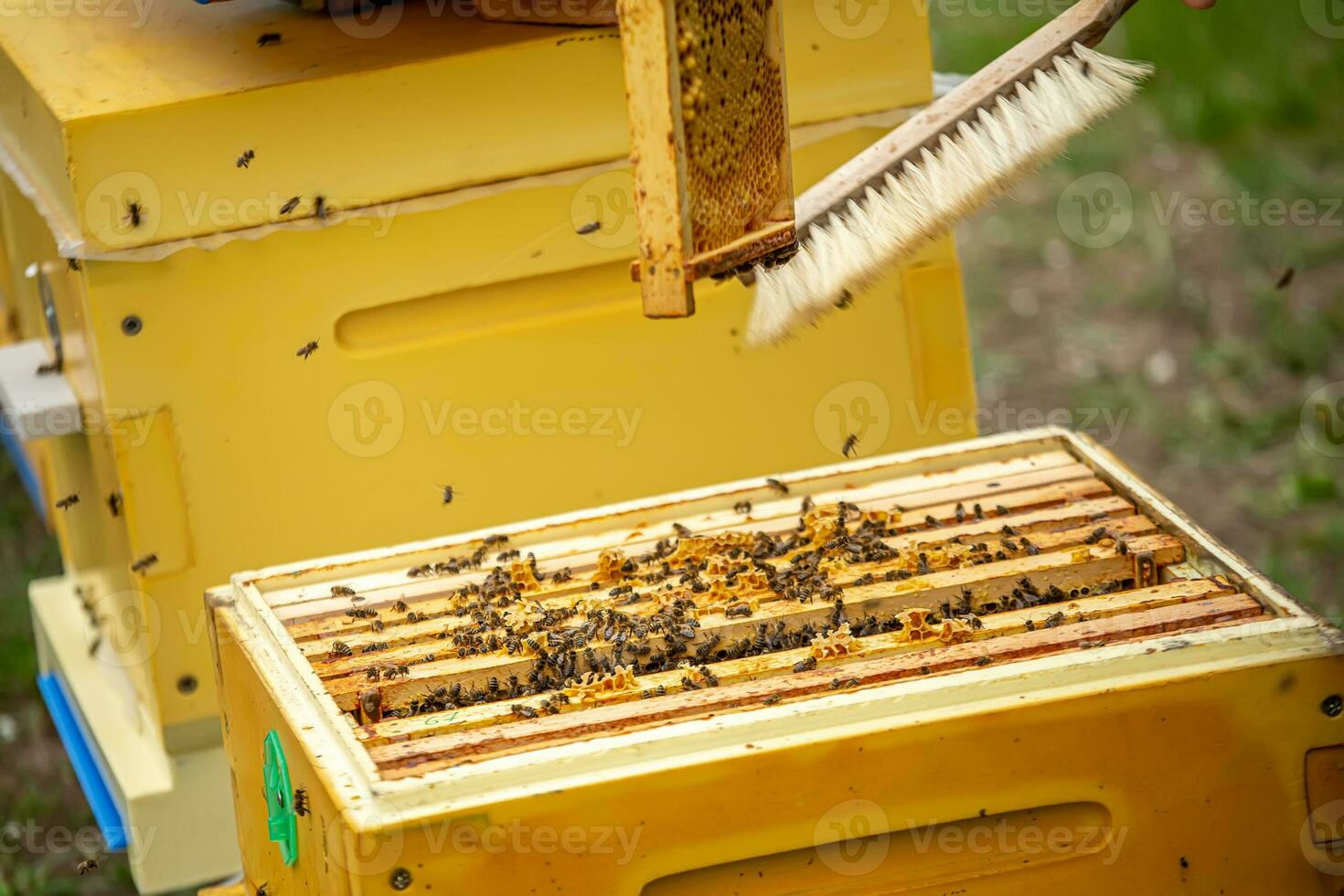 Beekeeper is working with bees and beehives on apiary. Bees on honeycomb. Frames of bee hive. Beekeeping. Honey. Healthy food. Natural products. photo