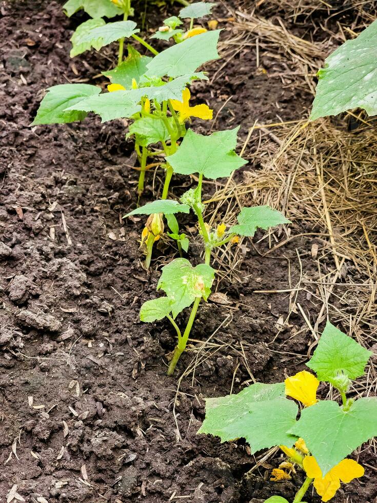 Young cucumber plants growing in a home greenhouse. Growing cucumbers. Agricultural background. photo